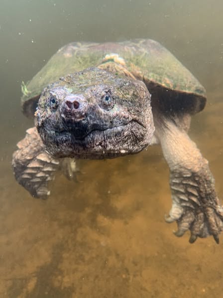 Ontario Turtle Conservation Centre - Guest Speaker
