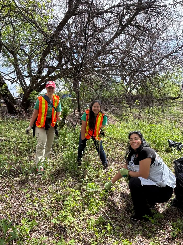 Invasive Species Removal on Burlington Beach
