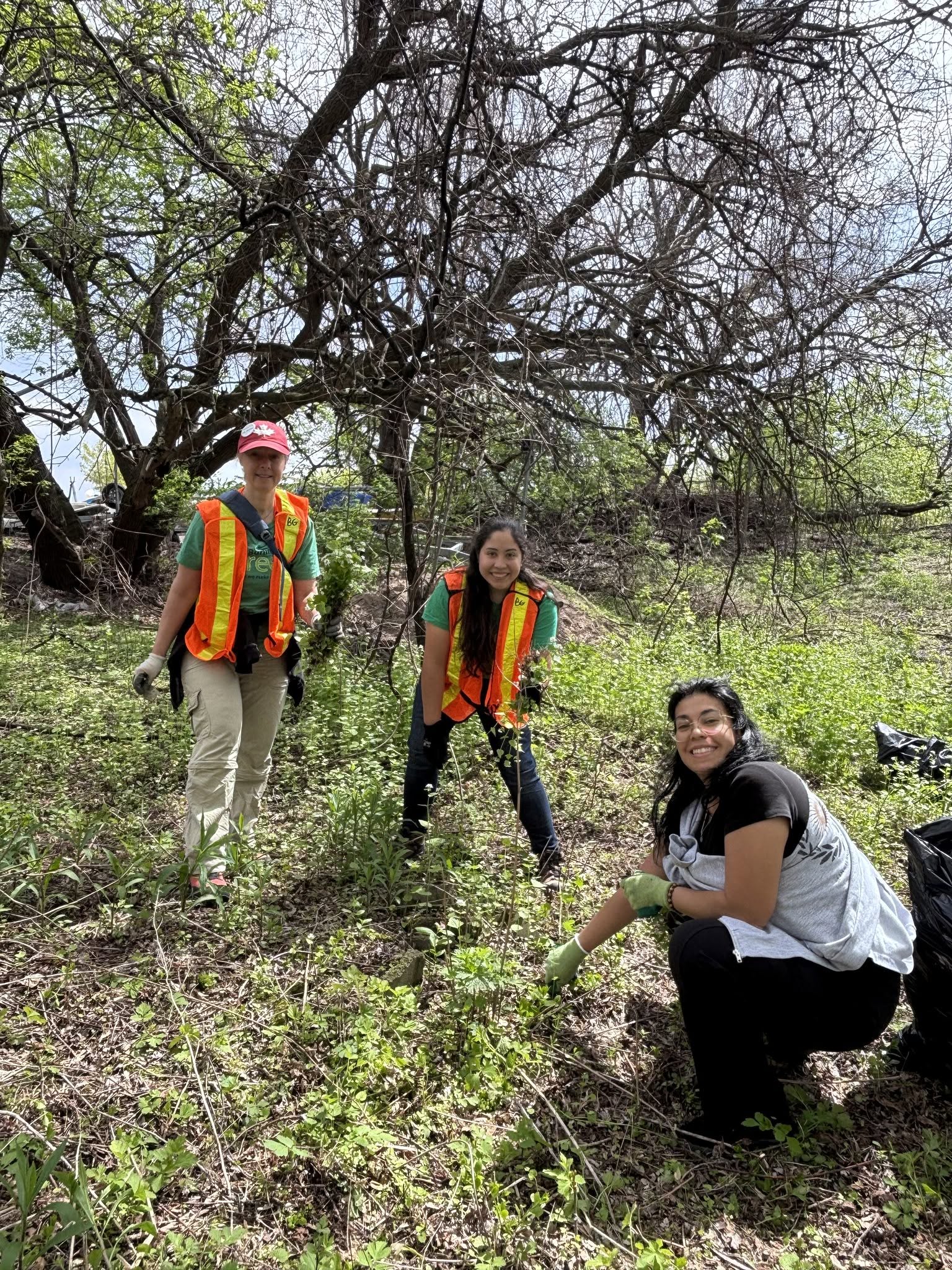Invasive Species Removal on Burlington Beach