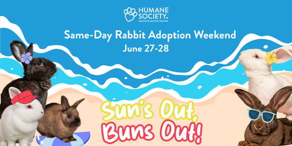 Humane Society of Oakville, Milton & Halton Hosts Rabbit Adoptathon June 27–28